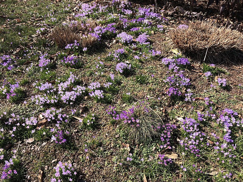 File:2021-03-06 13 26 08 Crocuses blooming along Cobra Drive in the Chantilly Highlands section of Oak Hill, Fairfax County, Virginia.jpg