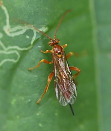 2022 08 12 Theronia atalantae 1a.jpg