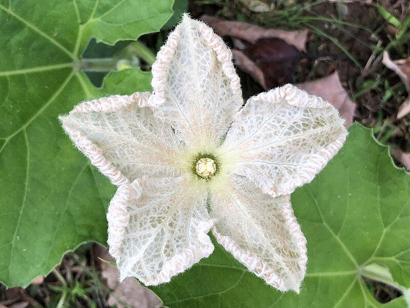 File:2023-10-21 15 18 09 Bottle gourd flower along High Acres Avenue in the Mountainview section of Ewing Township, Mercer County, New Jersey.jpg