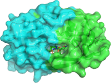 HIV-1 protease dimer with amprenavir (sticks) bound in the active site. PDB entry 3nu3 3nu3 478.png