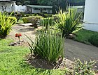 5 Sansevieria - Arusha gardens.jpg