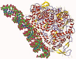 RNA polymeráza závislá na RNA