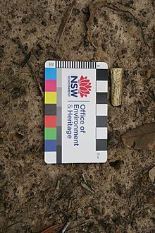 Clay pipe end found on site of the residence garden, 2017 650053 Clay pipe end found on site of the residence garden (EHP, 2017).jpg