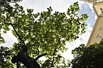 Bluebell tree (Paulownia tomentosa)