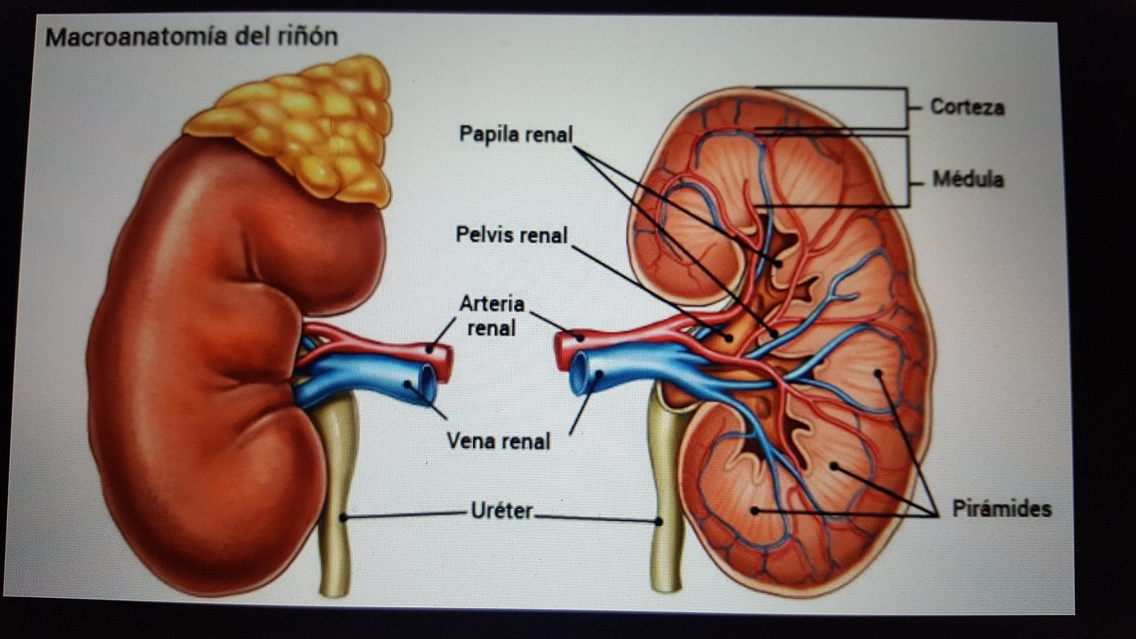 Cual es la unidad funcional del riñon