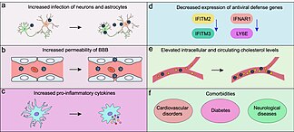 How APOE4 genotype influences COVID-19 pathology APOE4 and COVID-19.jpg