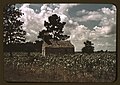 A Negro church in a corn field, Manning, S.C. LCCN2017877568.jpg