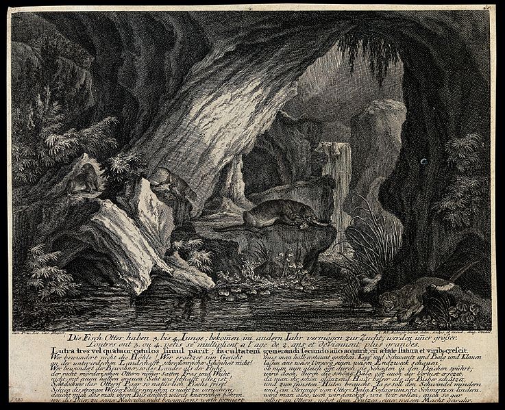 File:A group of otters in an underground cave with a waterfall in Wellcome V0021009.jpg