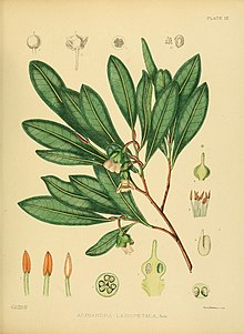 A hand-book to the flora of Ceylon (Plate IX) (6430634311).jpg