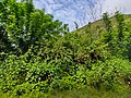 A picture of green plants at Pavananagar, Maharashtra, India.jpg