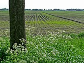 View over the fields of Laaghalerveen, direction Smilde in The Netherlands; FotoDutch, Spring 2012; photo, Fons Heijnsbroek