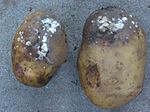 Troch fusarium oantaaste ierdappels (ras Fresco)