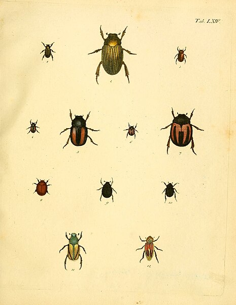 File:Abbildungen zu Karl Illiger's Uebersetzung von Olivier's Entomologie, oder, Naturgeschichte der Insecten (Tab. LXIV) BHL12733353.jpg