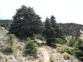 Barranco de Hornillos, Sierra de las Nieves, Andalucia, España