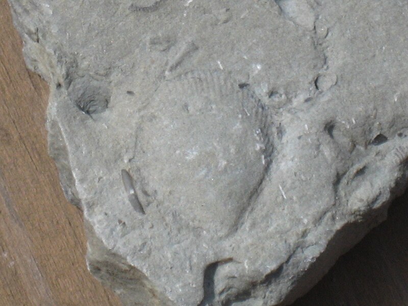 File:Abyssal Brachiopod 0038.JPG