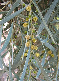 <i>Acacia pendula</i>