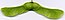 Отсканированные фрукты Acer platanoides cropped.jpg