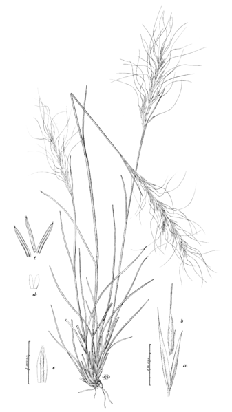 File:Achnatherum aridum (as Stipa arida) HC-1900.png