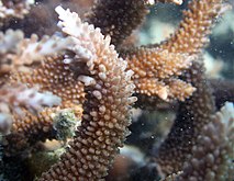 Acropora acuminata