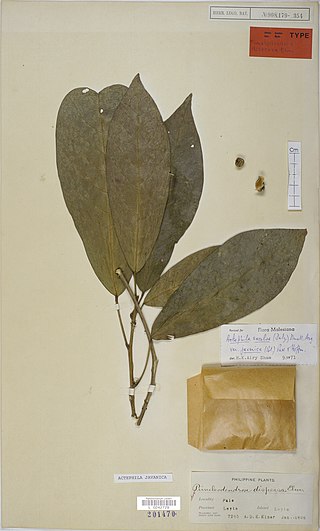<i>Actephila excelsa</i> Species of plant in the Phyllanthaceae family