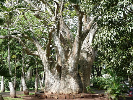 Adansonia digitata 01 by Line1.JPG