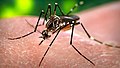 Magen, fööraal Aedes aegypti auerdreeg det wiirus.