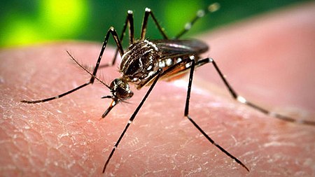 ไฟล์:Aedes aegypti141.jpg