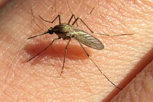 A. albifasciatus Aedes albifasciatus cc-by.jpg