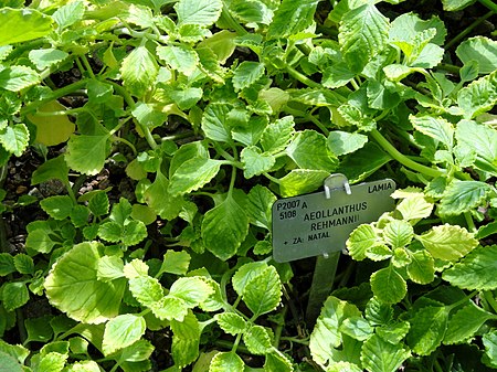 Tập_tin:Aeollanthus_rehmannii_-_Copenhagen_Botanical_Garden_-_DSC07404.JPG