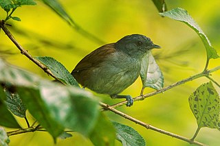 African hill babbler