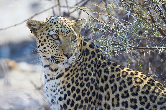 African Leopard (panthera pardus pardus) near Okevi waterhole in Etosha