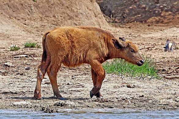Two-week-old red calfAt Kazinga Channel in Uganda