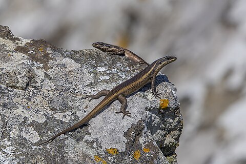 African striped skinks (Trachylepis striata) Malolotja, Eswatini