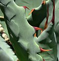 Agave shrevei subsp. shrevei