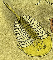 Restoration of the Cambrian arthropod Aglaspis Aglaspis spinifer.jpg