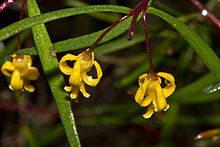 Agnes bankтары Persoonia nutans.jpg