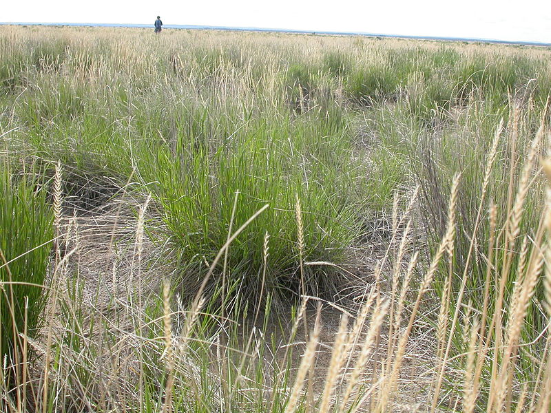 File:Agropyron cristatum (4049299674).jpg