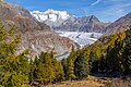 * Nomination Aletsch Glacier and Forest in Autumn --JoachimKohler-HB 04:52, 6 September 2023 (UTC) * Promotion  Support Good quality. --Ercé 05:45, 6 September 2023 (UTC) Dust spot above the mountain must be removed. -- Ikan Kekek 06:47, 6 September 2023 (UTC) Thanks, nice photo. -- Ikan Kekek 18:08, 8 September 2023 (UTC)