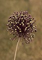 * Nomination Fruits of broadleaf wild leek (Allium ampeloprasum) --Zcebeci 8:45, 12 June 2020 (UTC) * Promotion  Support Good quality. --Poco a poco 09:31, 12 June 2020 (UTC)