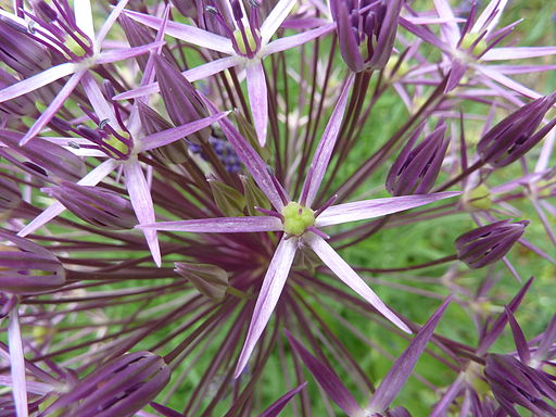 Allium christophii 'Star of Persia' (Alliaceae) flower