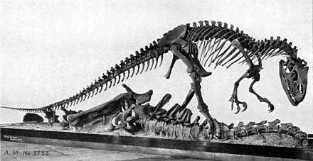 Allosaurus was one of the first dinosaurs classified as a theropod.