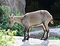 Alpensteinbock (Capra ibex ibex), Tierpark Hellabrunn, München