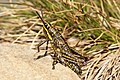 Alpine grasshopper.jpg