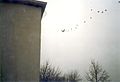 Altenstadt Fallschirmsprung Transall.jpg