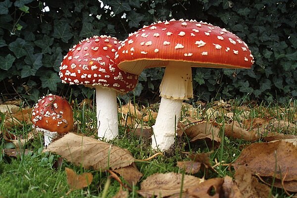 The Amanita muscaria mushroom, an iconic toxic mushroom.