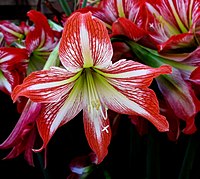 Amaryllis -- Hippeastrum correiense.jpg