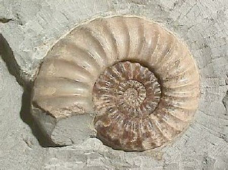 ไฟล์:Ammonite_Asteroceras.jpg