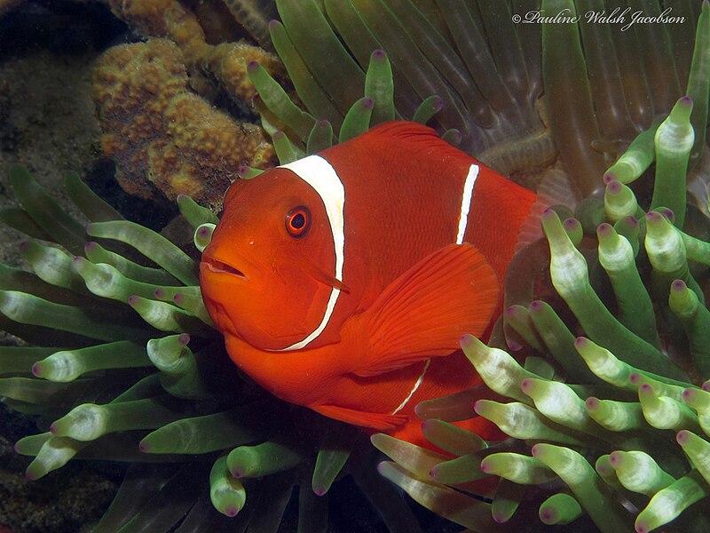 File:Amphiprion biaculeatus 332883909.jpg