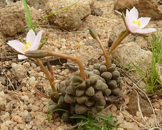 Anacampseros subnuda illustrates one of the many variations in habitus within the genus Anacampseros subnuda, habitus, b, Skeerpoort.jpg