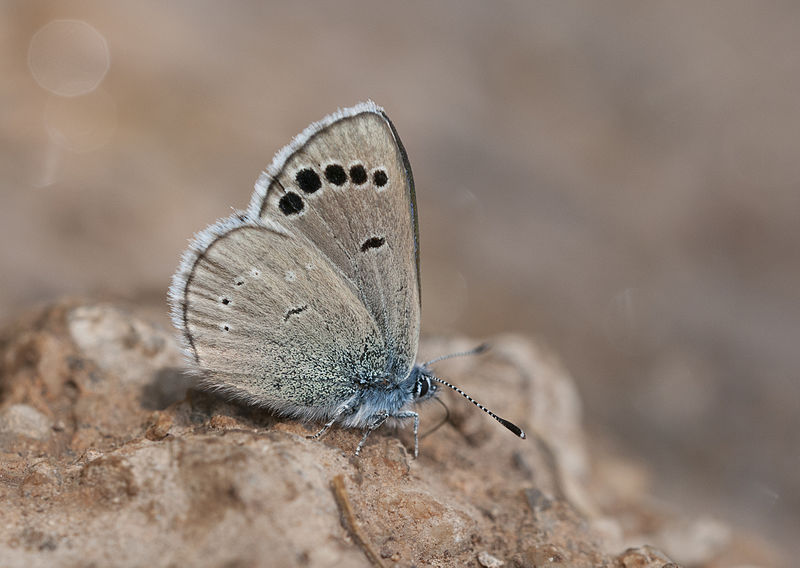 File:Anatolian Black-eyed Blue - Glaucopsyche astraea 02.jpg